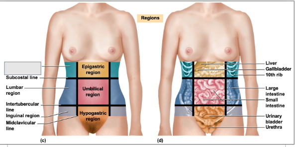 <p>What is this abdominal region</p>