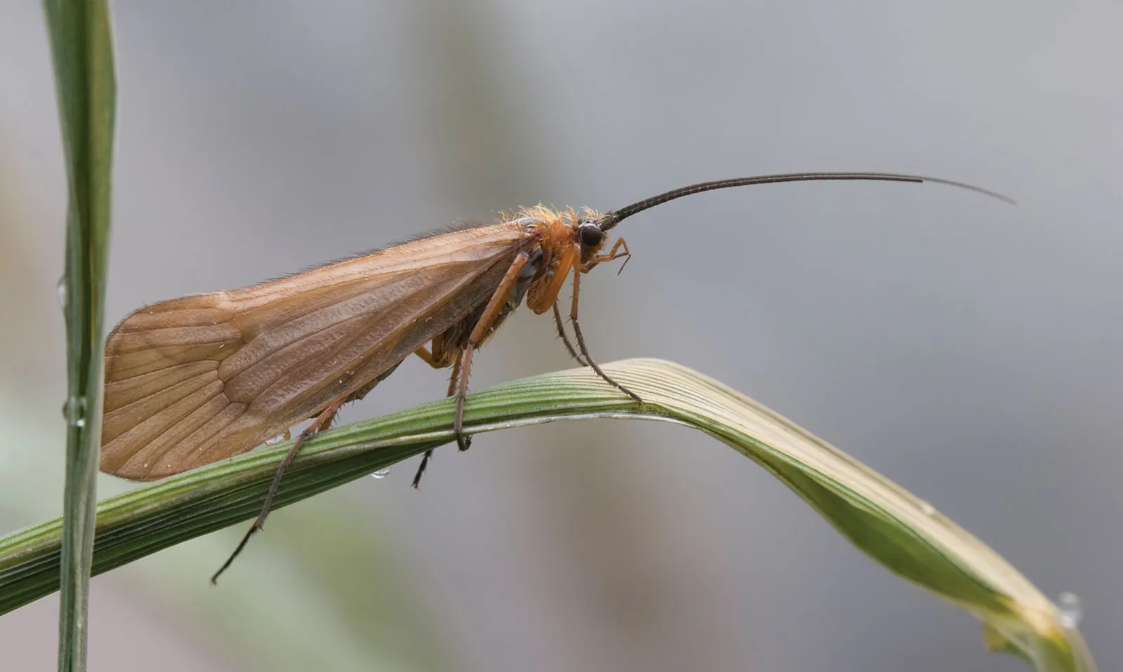 <p>shaped or colored like certain moths, antennae long and threadlike, antennae usually long as body or longer, HW a little shorter than FW</p>