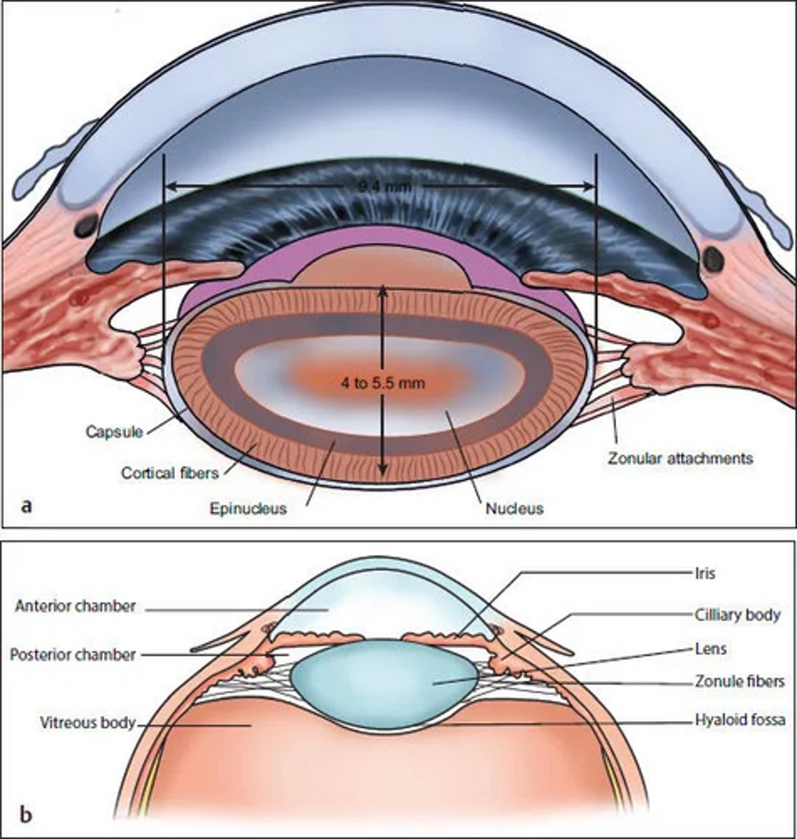 <p>Zonular fibers</p>