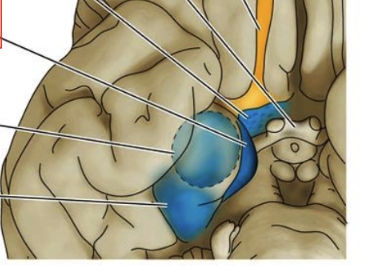<p>This region processes the raw olfactory information from the olfactory bulb. It is essential for odor identification and perception.</p>