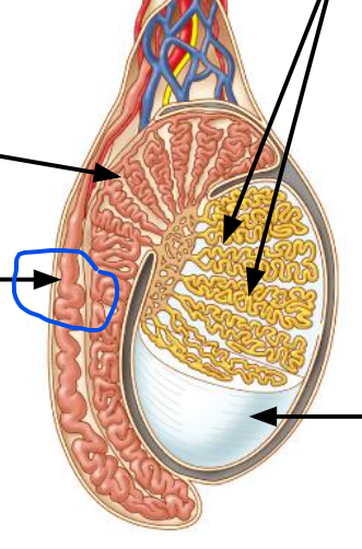 <p>Conveys sperm cells to ejaculatory duct</p>