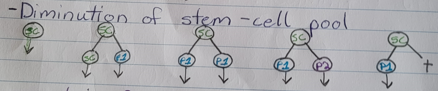 <p>The stem cell just leaves</p><p>2 progenitor cells</p><p>1 stem cells goes and differentiate and 1 progenitor cell</p><p>1 progenitor cell and the other daughter cell dies</p>