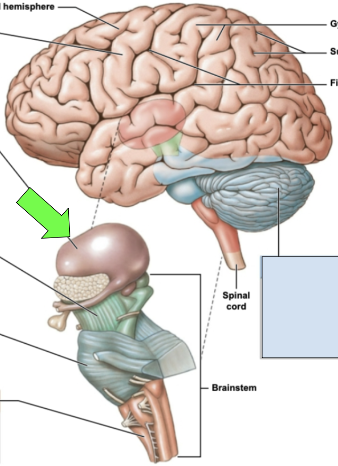 <p>epithalamus, thalamus, hypothalamus </p>