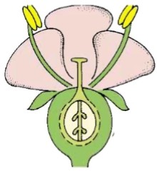 <p>what type of flower is this based on the position of the ovary</p>