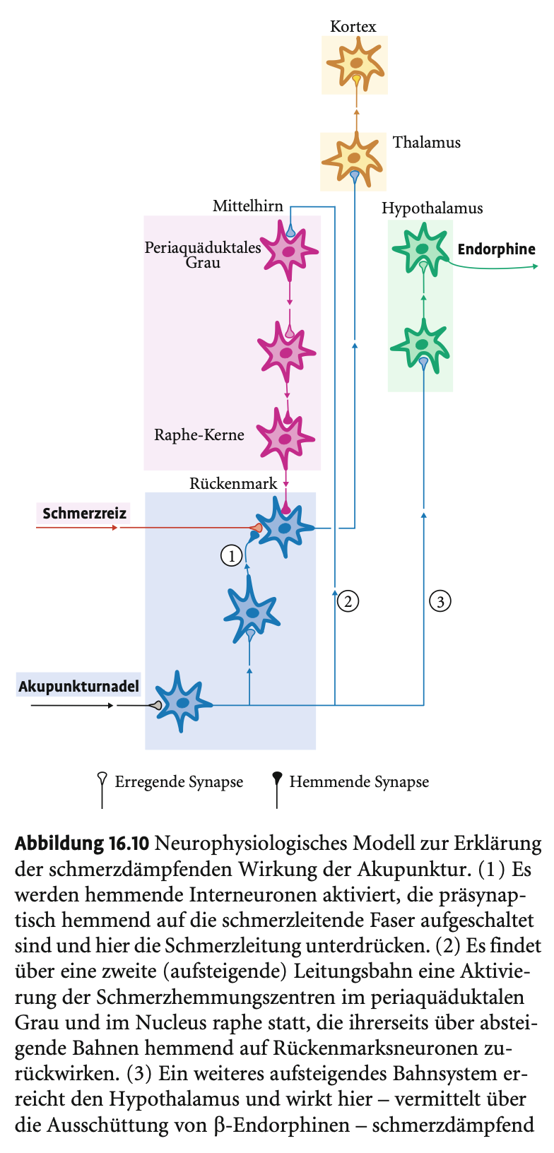 <p><span><strong>Akupunktur</strong></span></p><p>&nbsp;</p><p>&nbsp;</p><p><span><strong>Theoretische Grundlage</strong></span></p><p>&nbsp;</p><ul><li><p><span>Basierend auf der Vorstellung, dass <strong>Organe über die Körperoberfläche beeinflusst</strong> werden können.</span></p></li><li><p><span>Klassisch aus der <strong>chinesischen Medizin</strong>, mittlerweile auch im <strong>Westen anerkannt</strong>, v.a. bei chronischen Schmerzen.</span></p></li></ul><p>&nbsp;</p><p>&nbsp;</p><p><span><strong>Wirkmechanismen</strong></span></p><p>&nbsp;</p><ul><li><p><span><strong>Nervale &amp; hormonelle Effekte</strong>:</span></p><ul><li><p><span><strong>Endorphin- und Serotoninausschüttung</strong>; blockierbar durch <strong>Naloxon</strong> und <strong>PCPA</strong> → bestätigt neurochemische Beteiligung.</span></p></li><li><p><span>Tierstudien: <strong>ATP → Adenosin → Bindung an A1-Rezeptor</strong> → <strong>Analgesie</strong> (Beweis durch pharmakologische Blockade/Verstärkung).</span></p></li></ul></li><li><p><span><strong>Erfordert intakte Nervenleitbahnen</strong>: Keine Wirkung bei Querschnittslähmung oder Lokalanästhesie unterhalb der Punktionsstelle.</span></p></li></ul><p></p><p></p><p><span><strong>Weitere physiologische Wirkungen</strong></span></p><p>&nbsp;</p><ul><li><p><span>Aktiviert vermutlich auch <strong>vegetatives Nervensystem</strong> und <strong>Immunsystem</strong> → Anwendung bei funktionellen und psychosomatischen Beschwerden.</span></p></li></ul><p>&nbsp;</p><p>&nbsp;</p><p><span><strong>Akupunktur bei Kopfschmerzen</strong></span></p><p>&nbsp;</p><ul><li><p><span><strong>Einsatz bei Migräne &amp; Spannungskopfschmerzen</strong>:</span></p><ul><li><p><span>Wirkt <strong>akut</strong> und kann <strong>langfristige Besserung</strong> bringen.</span></p></li><li><p><span>Studien: <strong>&gt;50 % profitieren</strong>, v. a. durch <strong>Schmerzlinderung und Medikamentenreduktion</strong>.</span></p></li><li><p><span>Bei vielen Patienten anhaltende Effekte über <strong>6–18 Monate</strong> beobachtet.</span></p></li></ul></li></ul><p></p>
