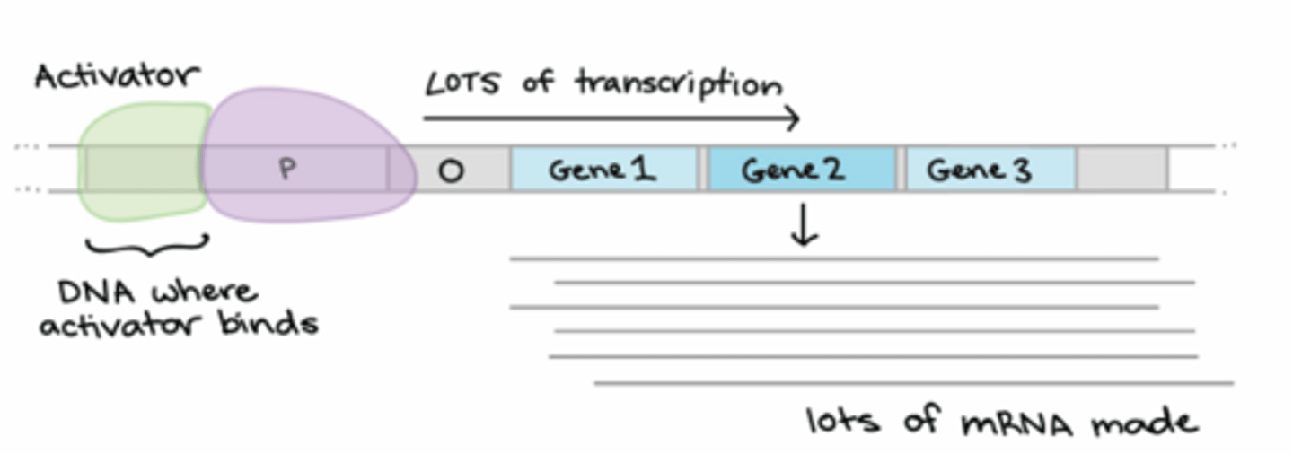 <p>A trans-acting element that increases transcription rates by helping to recruit RNA pol to the promoter. The bind to an activator-binding site (cis-acting element) upstream of the promoter</p>