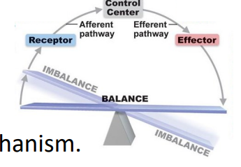 <p>Features of Autonomic Reflex</p>