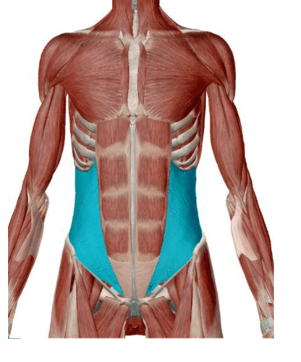 <p>together: compress abdomen and flex vertebral column</p><p>singly: laterally flex and rotate vertebral column to the same side</p>