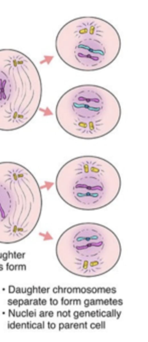 <p>-phases look the same as mitosis, but with half the number of chromosomes</p><p>-since each daughter cell from meiosis I undergoes meiosis II, a total of 4 daughter cells are produced</p>