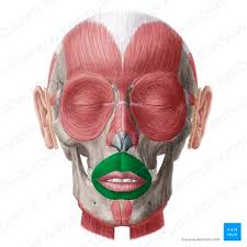 <p>What is this muscle </p>