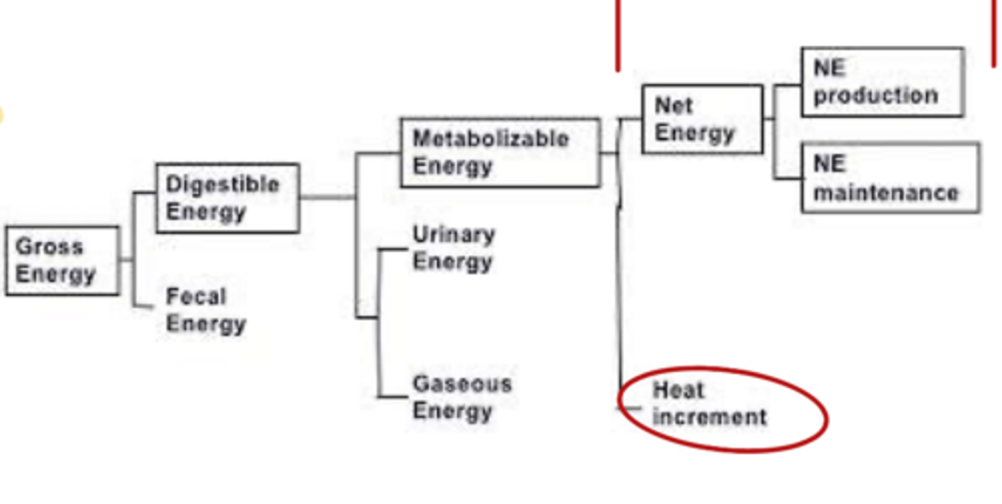 <p>what is considered the most accurate measure of energy requirement as it accounts for all losses</p>