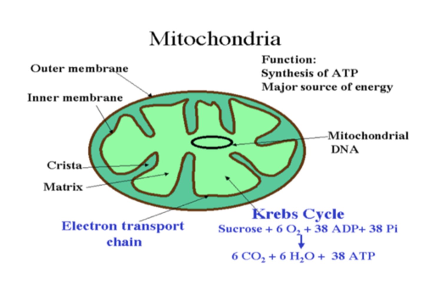 <p>The outer membrane of the mitochondria is </p>