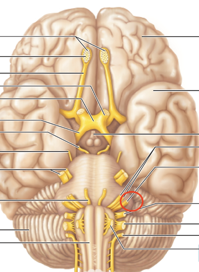 <p>Balance and hearing</p>