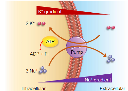 <p>it is an active transport carrier, it transports 3 Na+ for every 2 K+, it brings it into the cytoplasm against the concentration gradient</p>