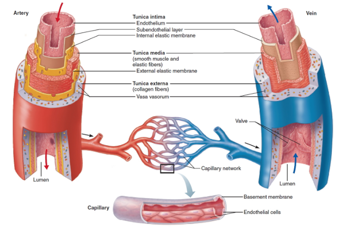 <p> What are the <strong>structural layers</strong> of blood vessels?</p>