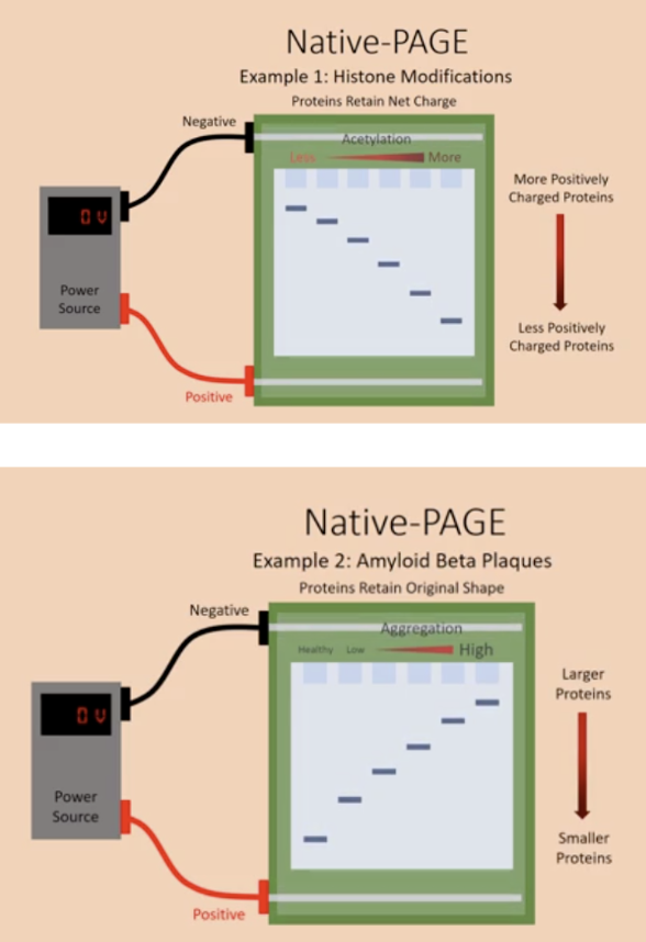 <p><strong>Histone acetylation</strong></p><ul><li><p>Histone acetylation removes the positive charge so the histones are more negative</p></li><li><p>The more acetylation there is, the more negative histones are, they will be on the bottom where the positive end is</p></li></ul><p>Top: More positive / less acetylation</p><p>Bottom: Less positive / more acetylation</p><p></p><p></p><p><strong>Amyloid Beta Plaques</strong></p><ul><li><p>Misfolded amyloid proteins aggregate</p></li><li><p>Small proteins go through the gel holes easier so they are on the bottom</p></li></ul><p>Top: Big proteins / high aggregation</p><p>Bottom: Small proteins / low aggregation</p><p></p>