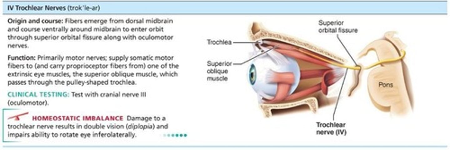 <p>Fibers from dorsal midbrain enter orbits via superior orbital fissures to innervate superior oblique muscle; primarily motor nerve that directs eyeball.</p>