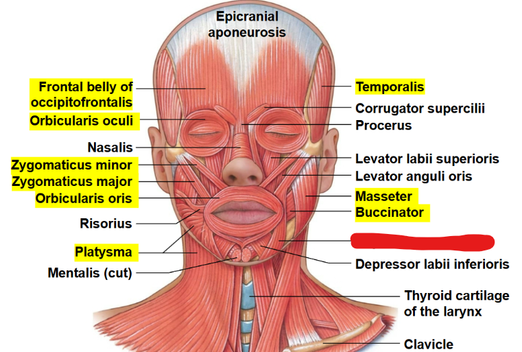 <p>What muscle is this?</p>