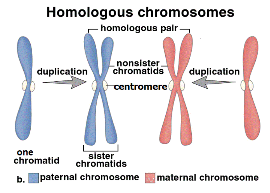 <ul><li><p><span>When new cells are required in the body, chromosomes must be duplicated to ensure each new cells receives a complete set of instructions</span></p></li><li><p><span>Each chromatid contains a complete set of genetic information</span></p></li></ul><p></p>