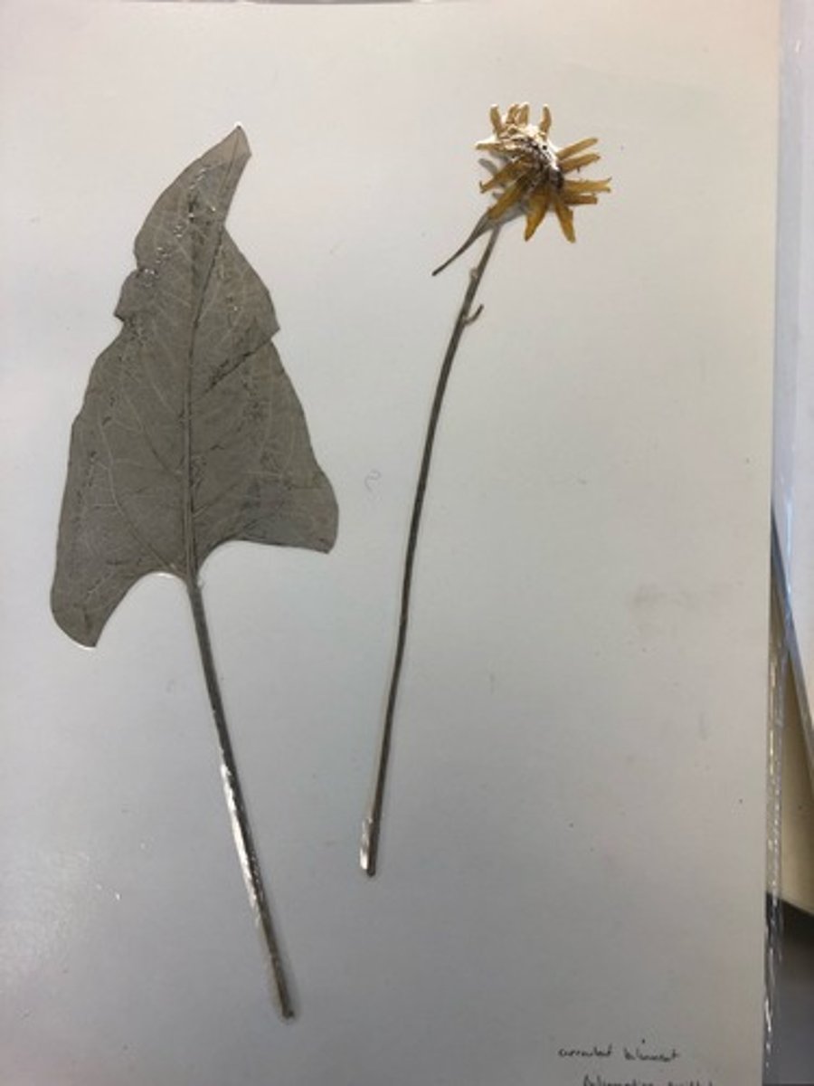 <p>long lived perennial</p><p>Leaves: arrow shaped, fuzzy</p><p>Flower: ray and disk flower ( looks like little sunflower)</p>