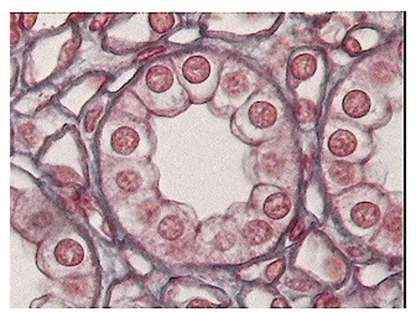 <p>cells are cube shaped (ex. lining of tiny tubes in the kidneys)</p>