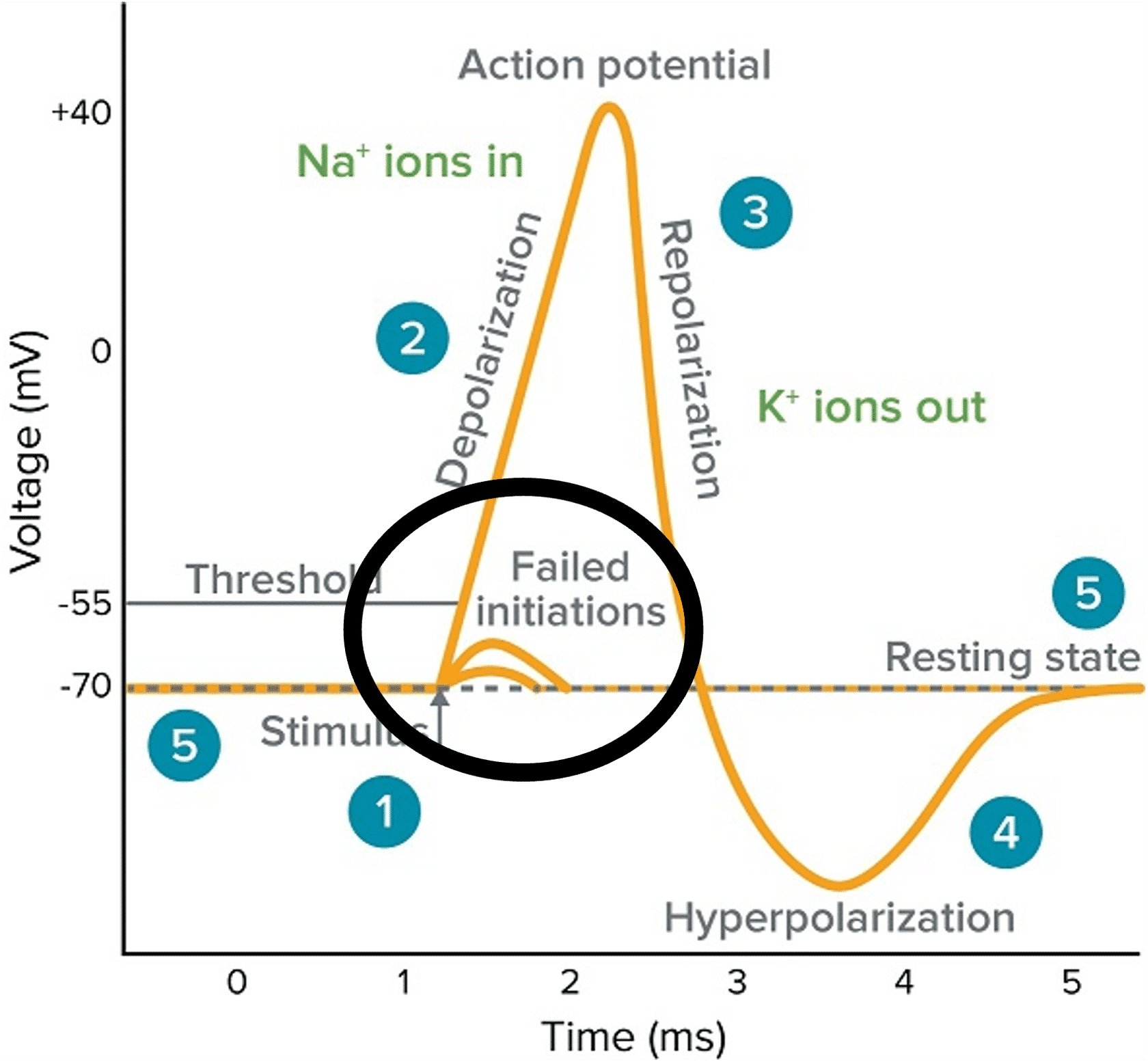 <p>failed initiations/sub threshold depolarizations are also called</p>