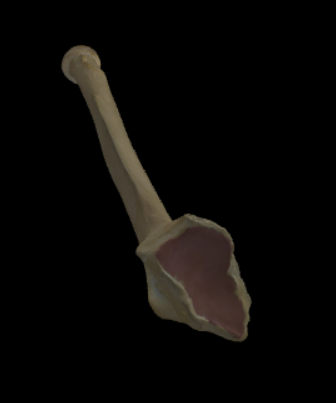 <p>Breed articulatievlak aan de distale epifyse voor articulatie met het os scaphoideum en met het os lunatum.</p>