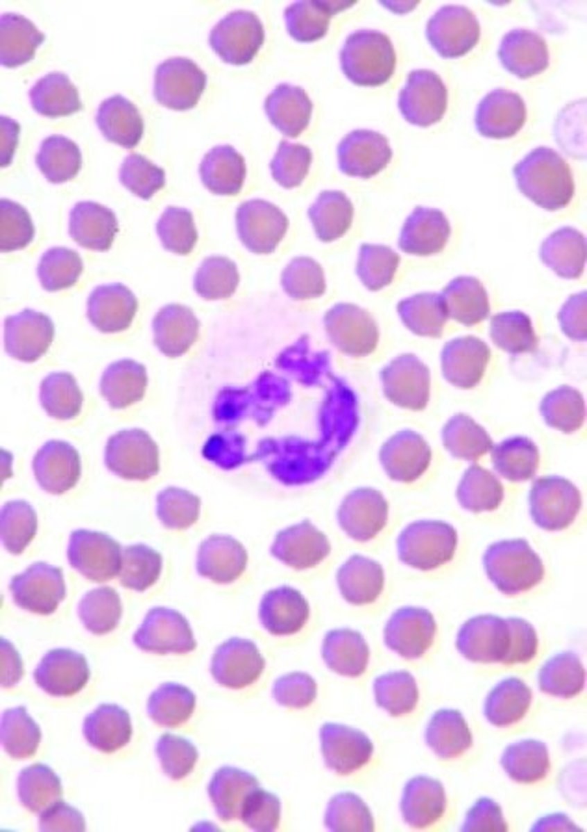 <p>Identify this Caprine White Blood Cell.</p>