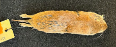 <p>Common Name?</p><p>Family?</p><p>Scientific Name?</p>