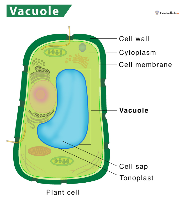 storage space with sap and helps the cell maintain its shape (plant)