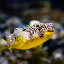 <p>Mouth at the end of the snout; found in most fishes</p>