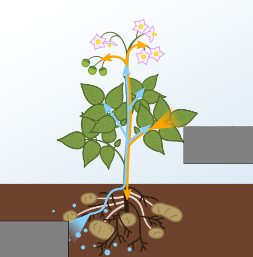 <p>what type of vascular tissue are the blue lines depicting?</p>