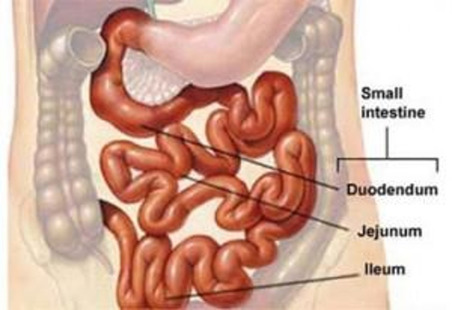 <p>the site where final digestion and nutrient absorption occur over a period of 5 to 6 hours</p>