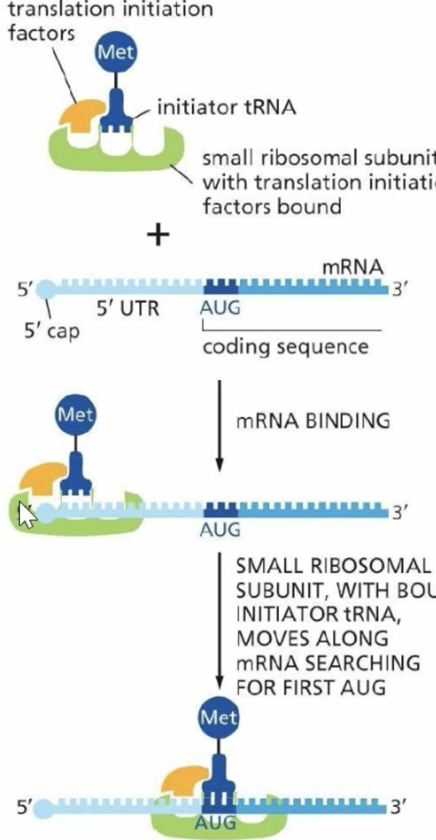 <p>Eukaryotic Translation Initiation </p>