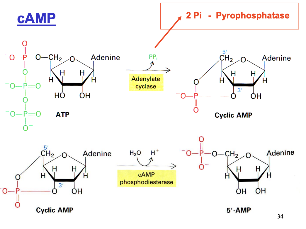 <ul><li><p>a <strong>soluble</strong> messenger is required </p></li><li><p>for it to communicate with <strong>cytosolic target enzymes</strong></p></li></ul><p></p>