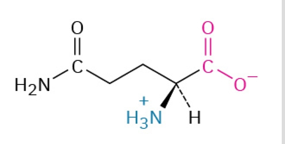 <p>Polar, hydrophilic, nonessential amino acid</p>