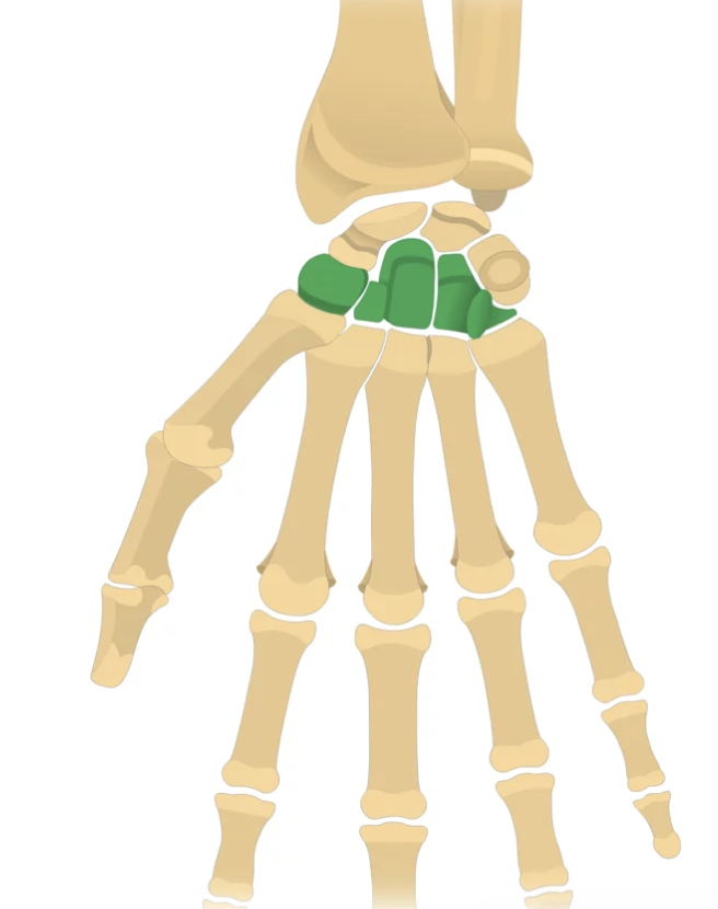 <p>What bone is this?</p>