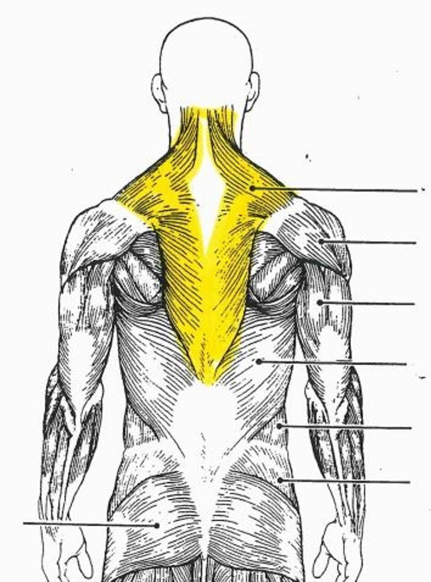 <p>yellow muscle</p>