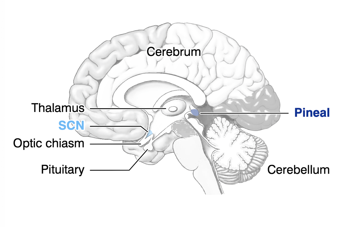 <p>Pineal body is in back of diencephalon</p><ul><li><p>Secretes darkness hormone “melatonin”</p><ul><li><p>starts at dusk, blood levels rise 8-fold peaking at 2 am, fall back to daylight levels by 8 am</p></li></ul></li><li><p>M<span>elatonin acts via melatonin receptors in SCN to reset master clock toward night time</span></p></li></ul><p></p>