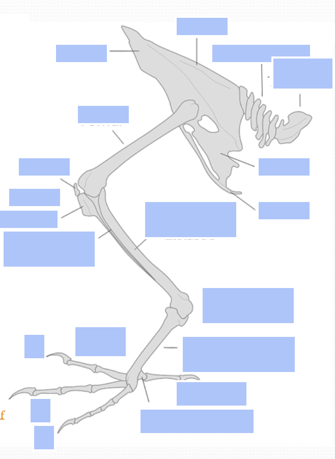 <p>Name the anatomy of birds’ hindlimbs</p>