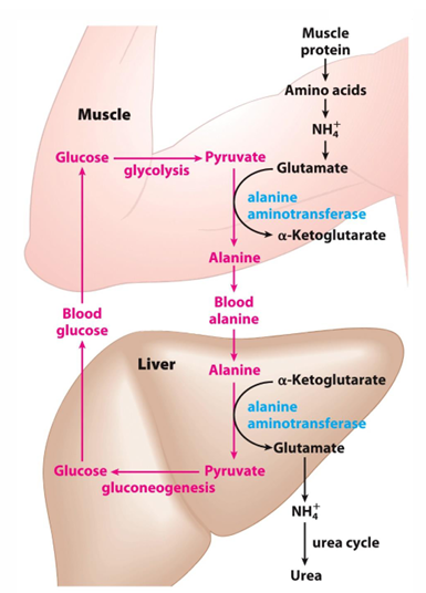 <p>cycle where we have muscle protein broken down to give ammonia which then is made to glutamate —> glutamate will donate the amino group to pyruvate to make alanine—> alanine can go to liver to be made back into pyruvate—> into glucose—> back to muscle—> undergo glycolysis to make pyruvate and cycle restarts </p>