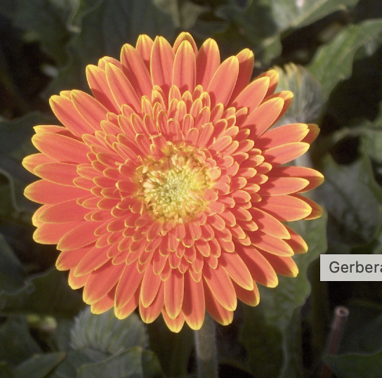<p>Name This Flower</p>