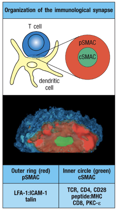 <p><strong>pSMAC = </strong> outer ring of contact, LFA-1 and talin(connects LFA-1 to actin cytoskeleton) are present in T cell interface, ICAM-1 is present in APC interface</p><p><strong>cSMAC = </strong>inner ring, T cell interface has TCR, CD4 or CD8, and PKC<span><span>θ, APC interface have pMHC complex and B7 molecules</span></span></p>