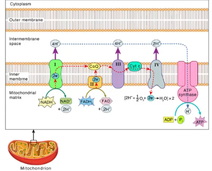 <p>Where does oxidative phosphorylation occur</p>