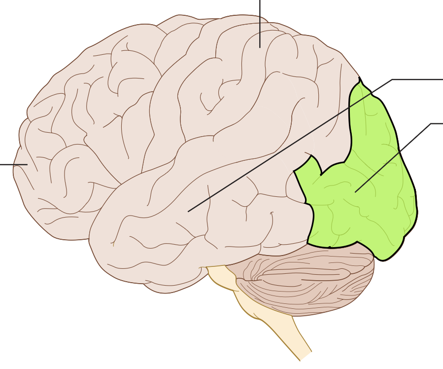 receives and processes visual information from the eyes