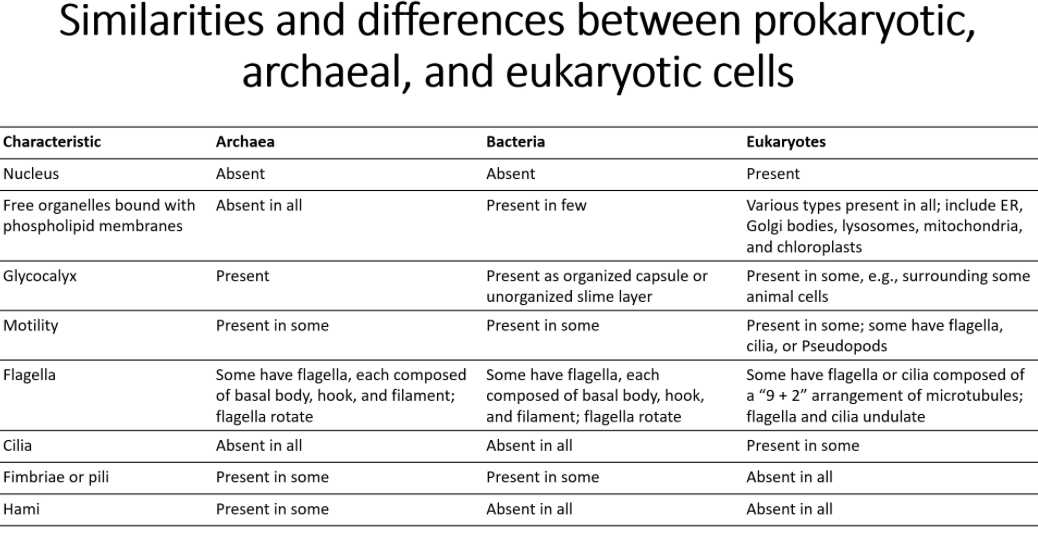 endosymbiotic theory 