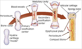 <p>As a fetus you have cartilage bone&nbsp;→ osteoblasts enter perichondrium and starts mineralization, which kill cartilage cells, creates a bone collar that stabilizes the growing bone. At the same time hypertrophic cartilage cells secrete an enzyme to break-up cartilage matrix in preparation for osteoblasts→Primary ossification center forms as periosteal bud moves in delivering an artery, neuron, nerves, osteogenic cells, bone marrow elements starts ossification, killing cartilage cells, replacing them with osteoblasts.&nbsp;→ secondary ossification center happens in the epiphysis, same process as before, occurring at the same time. Osteoclasts will break down bone forming a medullary marrow cavity, spongy bone is formed.&nbsp;→ bone continues to grow length by replacing cartilage at the epiphyseal plate and articular cartilage. It grows in width by ossification at periosteum and osteoclasts continue to make spongy bone from compact bone</p>