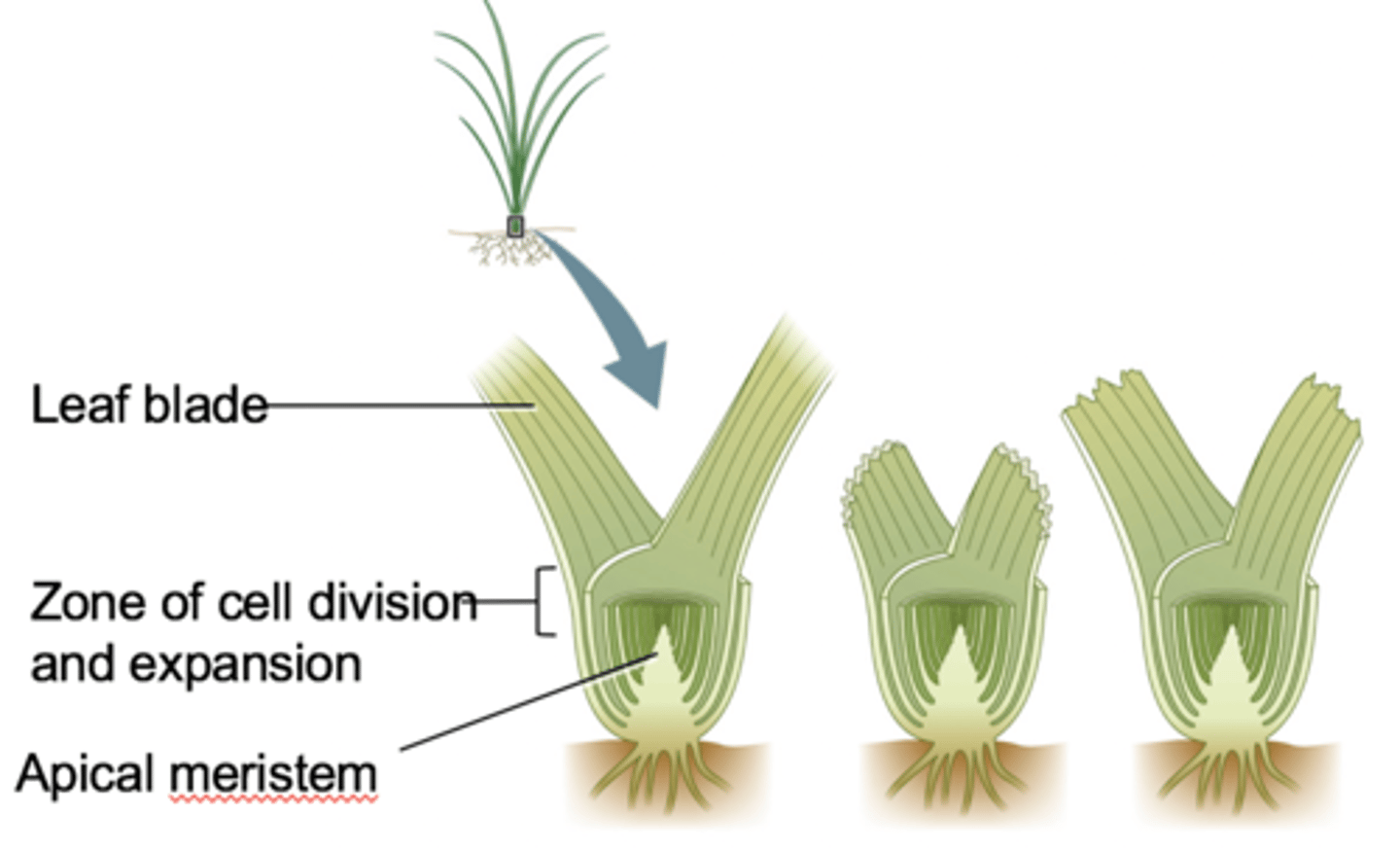 <p>Stems of grasses are short (apical meristems are close to the ground), leaves are tightly imbricated and leaves continue to grow from their base.</p>