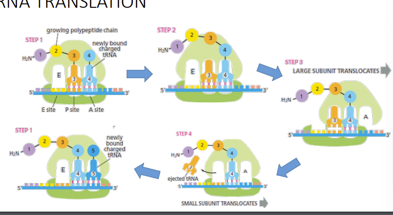 <p>mRNA is translated into a protein in the cytoplasm (once exported from nucleus). An mRNA sequence is decoded in sets of three nucleotides, named codons. Each triplet (codon) codes for a single aminoacid in protein sequence. 4 nucleotides code for 20 different aminoacids -> code is redundant</p><p></p>