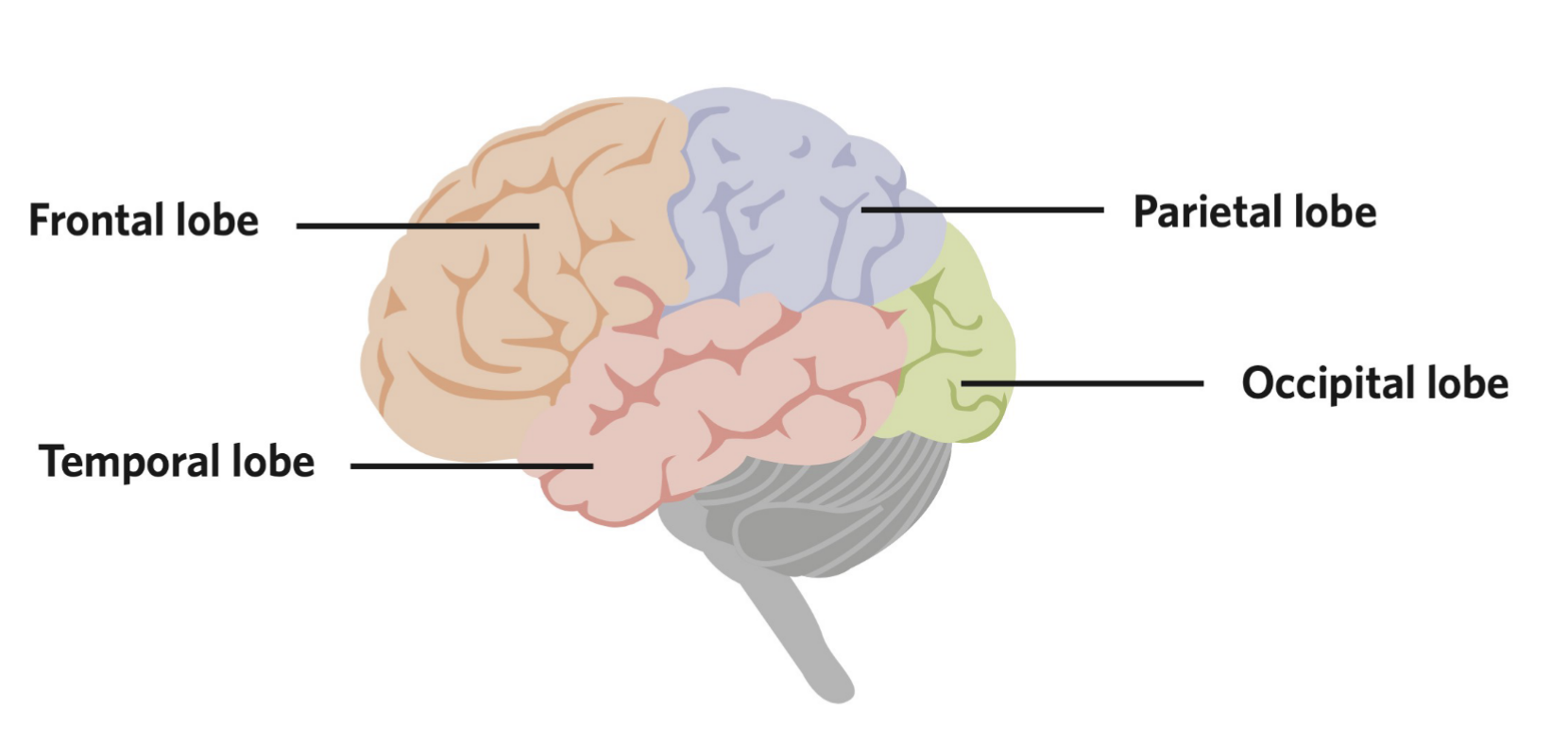 * Frontal lobe
* Parietal lobe
* Occipital lobe
* Temporal lobe